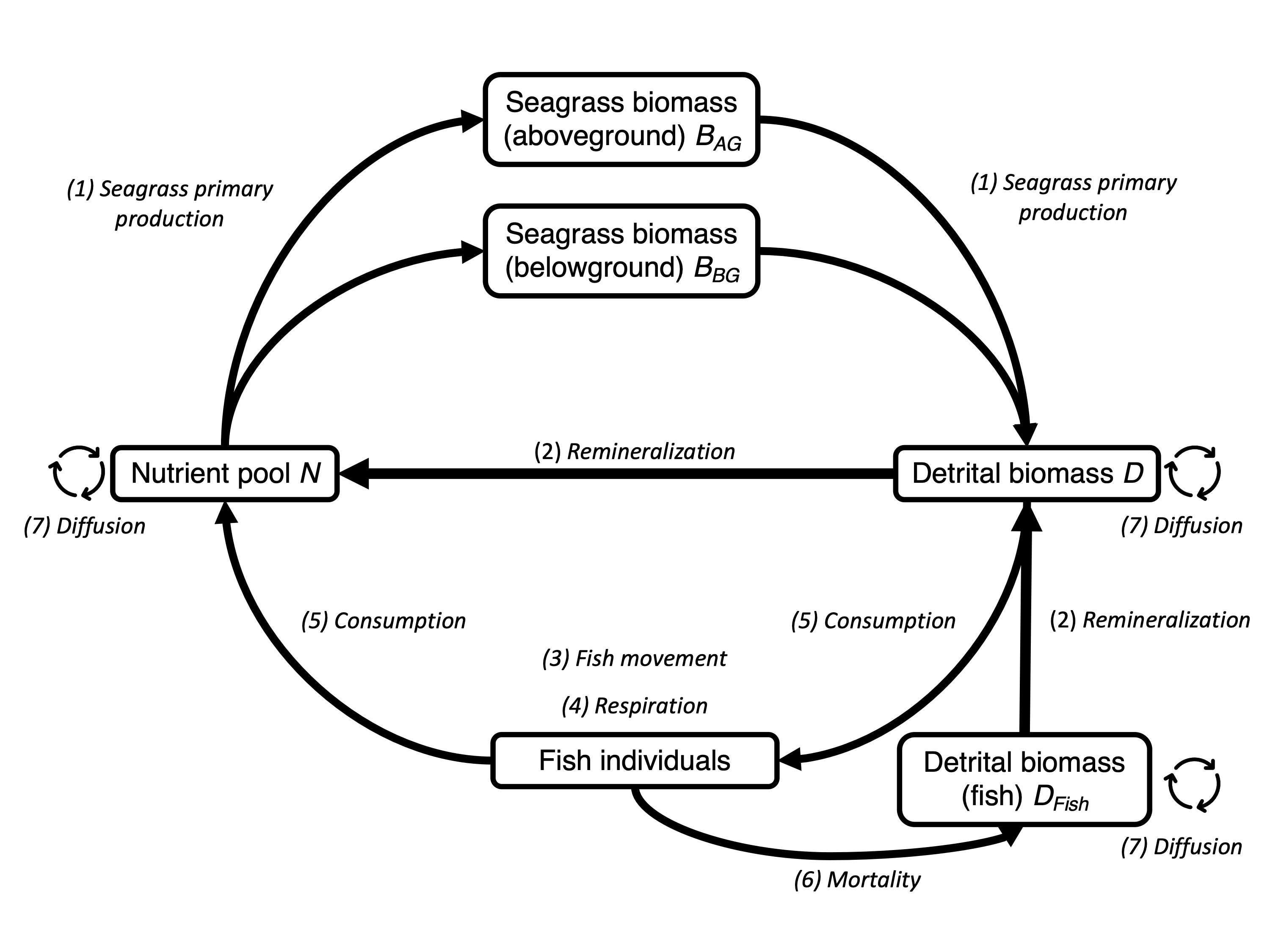 Schematic overview of model concept (Adapted from DeAngelis, D.L., 1992. Dynamics of Nutrient Cycling and Food Webs. Springer Netherlands, Dordrecht. https://doi.org/10.1007/978-94-011-2342-6.
